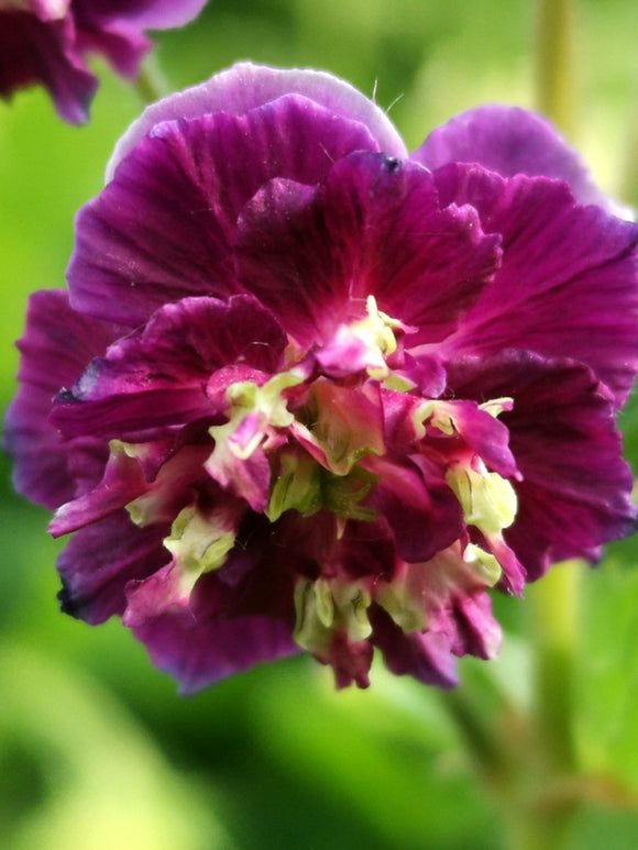 Geranium phaeum Joseph Green Vaste Planten