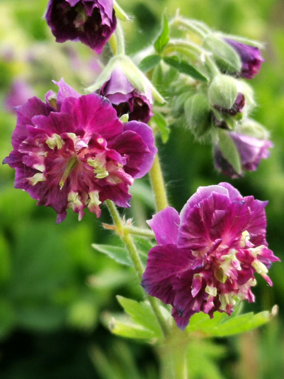 Geranium phaeum Joseph Green Ooievaarsbek