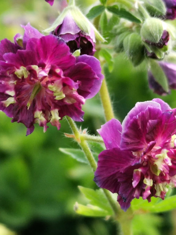 Geranium phaeum Joseph Green Ooievaarsbek planten