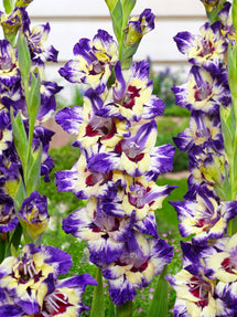 Gladiool Circus Color