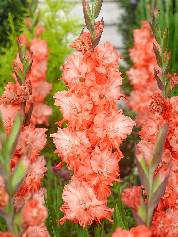 Gladiolen bollen Coral Crush