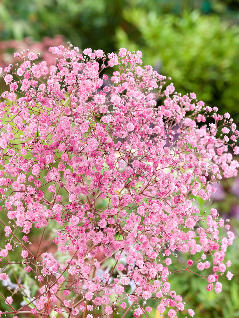 Gipskruid Gypsophila Paniculata Rose Planten DutchGrown Gipskruid Gypsophila Paniculata Rose Planten DutchGrown