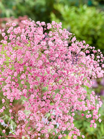 Gipskruid (Gypsophila) paniculata Rose