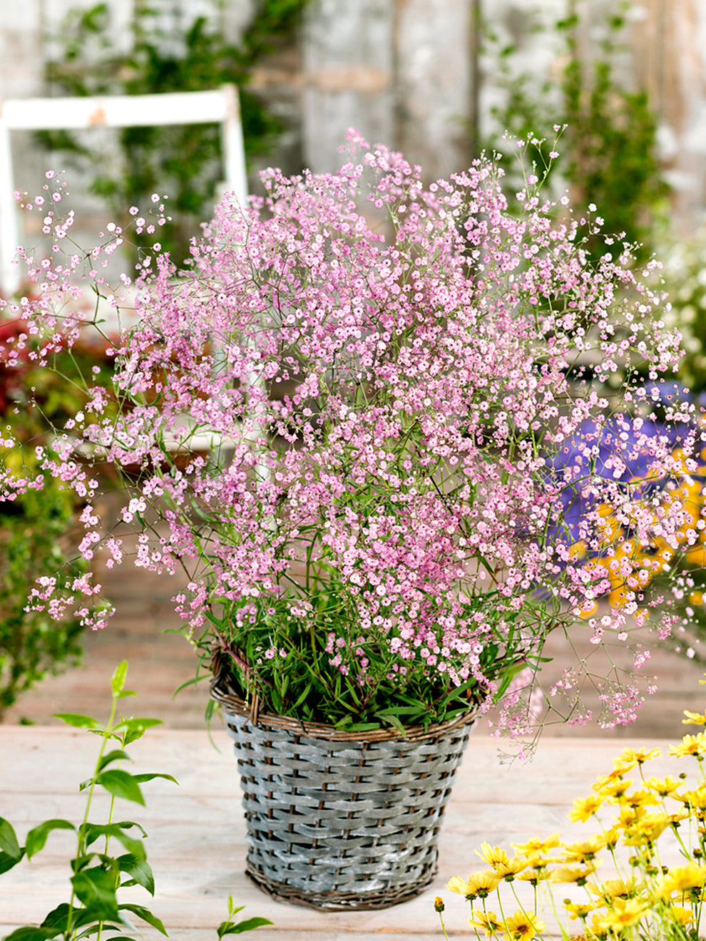 Gipskruid Gypsophila Paniculata Rose Planten DutchGrown Gipskruid Gypsophila Paniculata Rose Planten DutchGrown