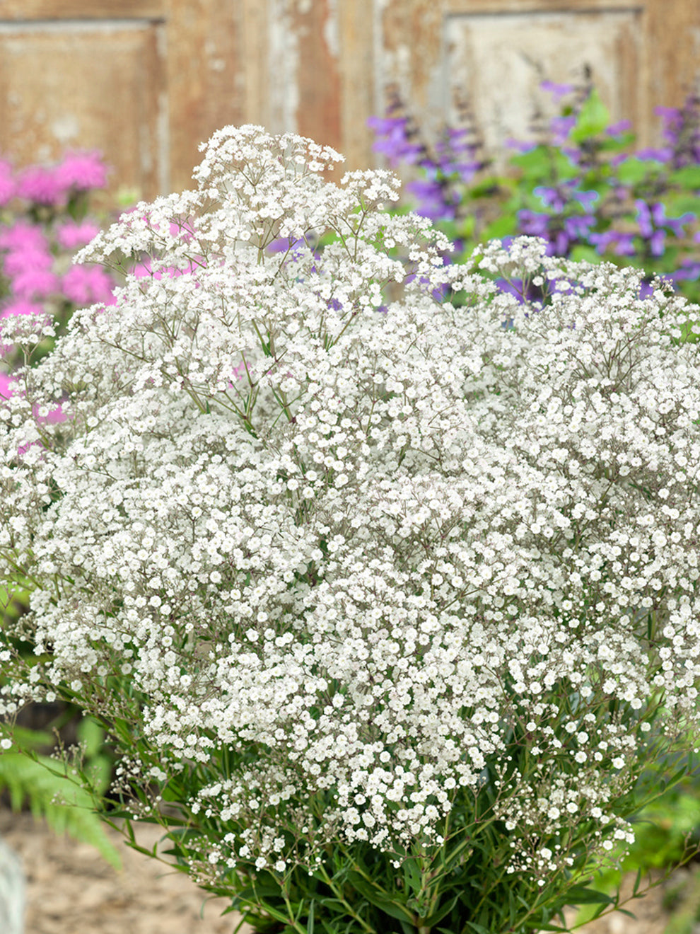 Gipskruid Gypsophila Paniculata Wite Gipskruid Online Bestellen Gipskruid Gypsophila Paniculata Wite Gipskruid Online Bestellen