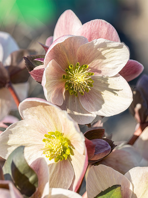 Helleborus (Kerstroos) Apricot Beauty online bestellen