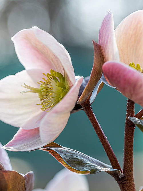 Helleborus Apricot Beauty Helleborus (Kerstroos)