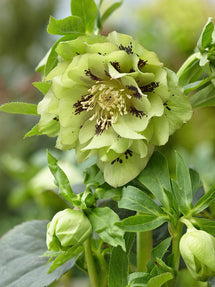 Helleborus (Kerstroos) Double Ellen Green