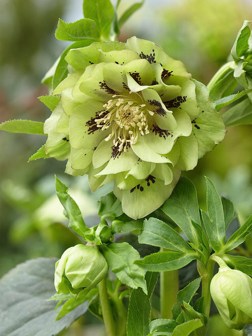 Koop Helleborus Double Ellen Green Voor verzending in het voorjaar