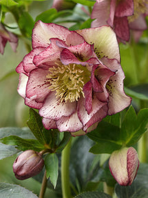 Helleborus (Kerstroos) Double Ellen Picotee