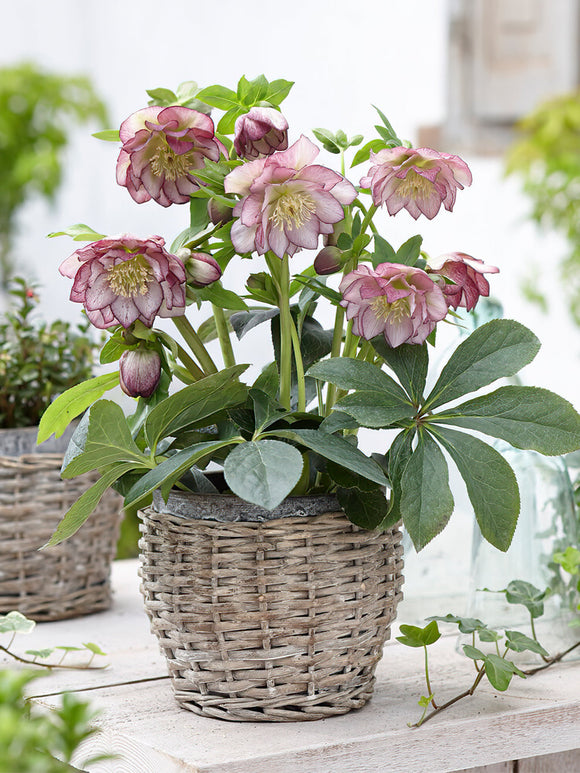 Kopen Helleborus Double Ellen Picotee