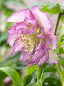 Helleborus (Kerstroos) Double Ellen Pink