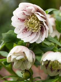 Helleborus (Kerstroos) Double Ellen Pink Spotted