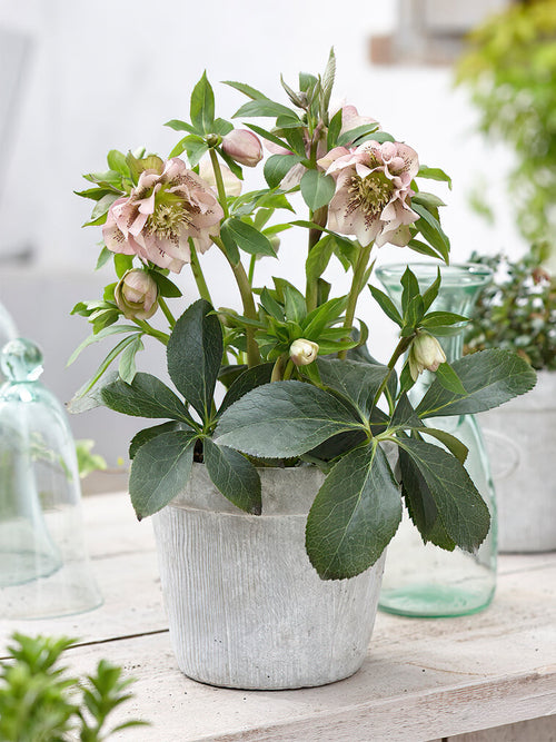 Kopen Helleborus Double Ellen Pink Spotted