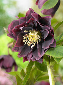 Helleborus (Kerstroos) Double Ellen Purple