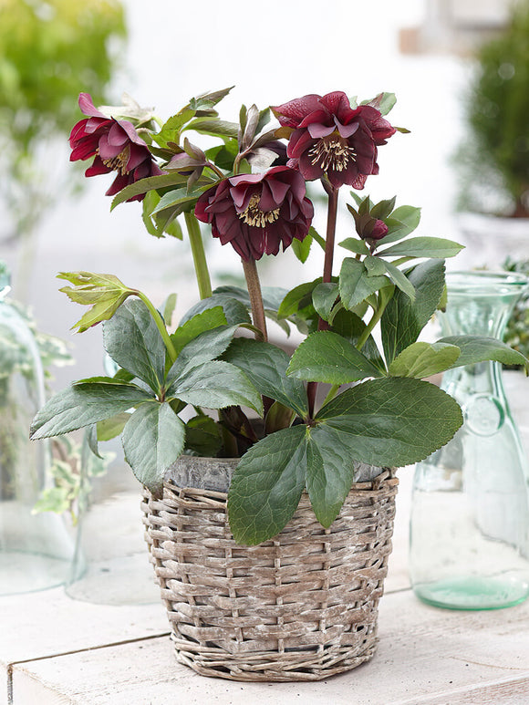 Koop Helleborus Double Ellen Purple kerstroos of nieskruid vaste planten