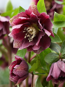 Helleborus (Kerstroos) Double Ellen Red