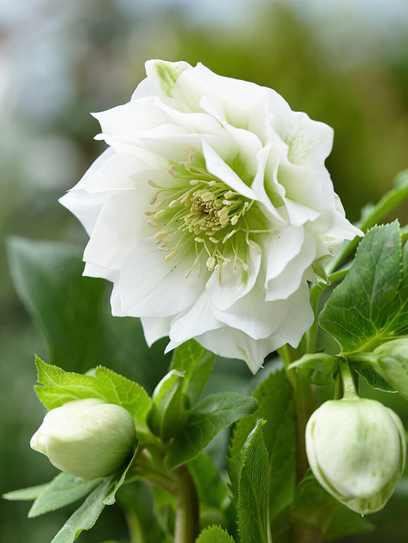 Helleborus (Kerstroos) Double Ellen White