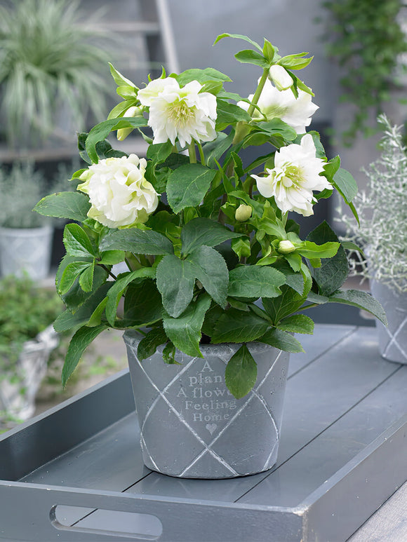 Helleborus (Kerstroos) Double Ellen Wit vaste planten kopen