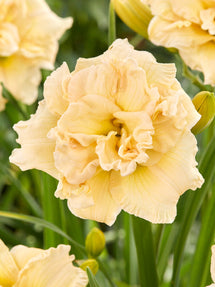 Hemerocallis Schnickel Fritz (Daglelie)