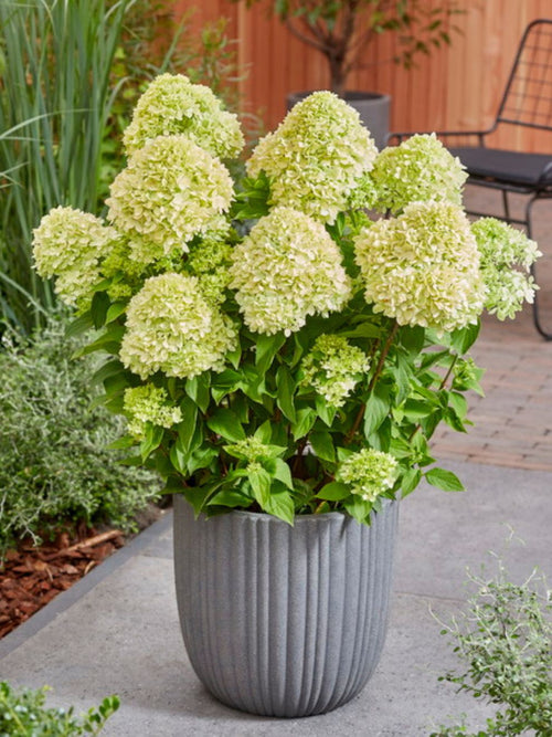 Hortensia Planten Bee Happy Bestellen