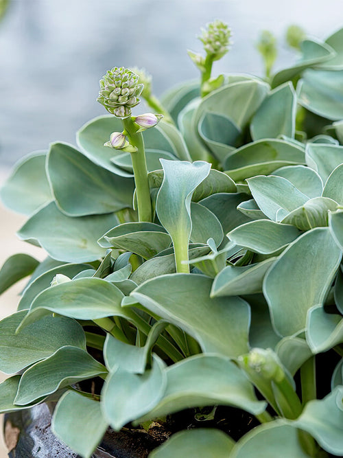 Hosta Blue Mouse Ears