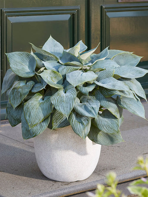 Kopen Hosta Bullet Proof van Holland