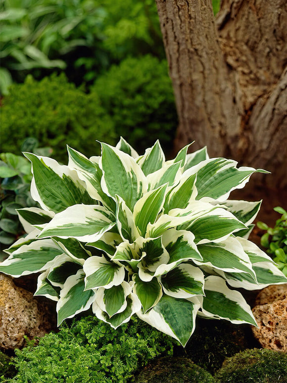 Koop Hosta Patriot met verzending in de lente!