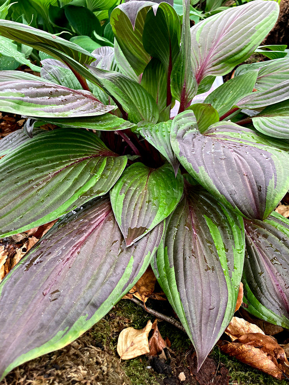 Koop Hosta RED NINJA ('Nk2021'), levering in het voorjaar