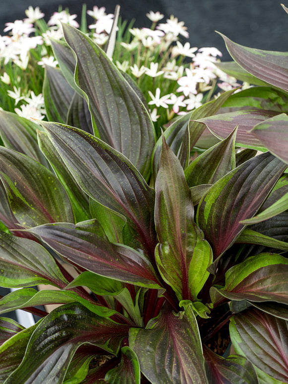 Hosta RED NINJA ('Nk2021') met opvallende rode bladstelen