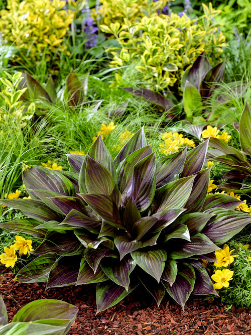 Hosta RED NINJA ('Nk2021') met donkergroen blad