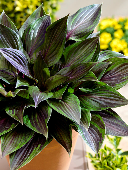 Winterharde Hosta RED NINJA ('Nk2021')