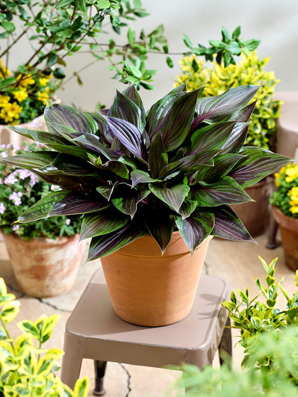 Hosta RED NINJA ('Nk2021') met blijvend rode bladstelen