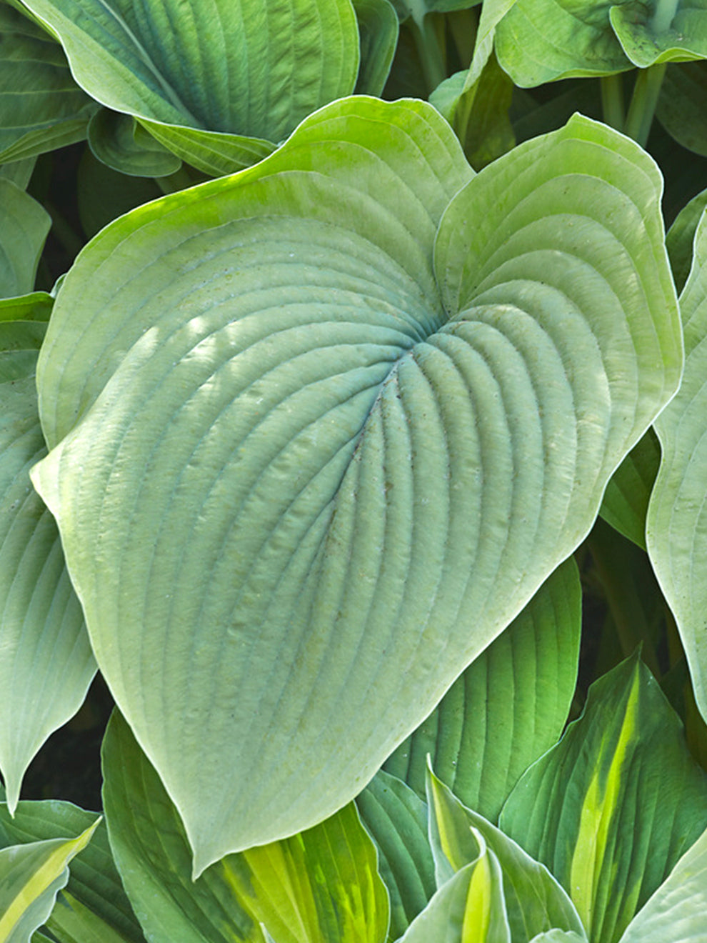 Hosta T-Rex | DutchGrown™