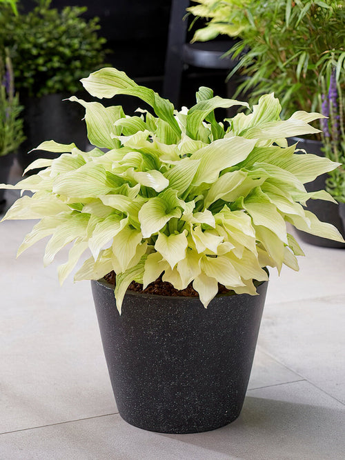 Koop Hosta 'White Feather' met verzending in de lente!