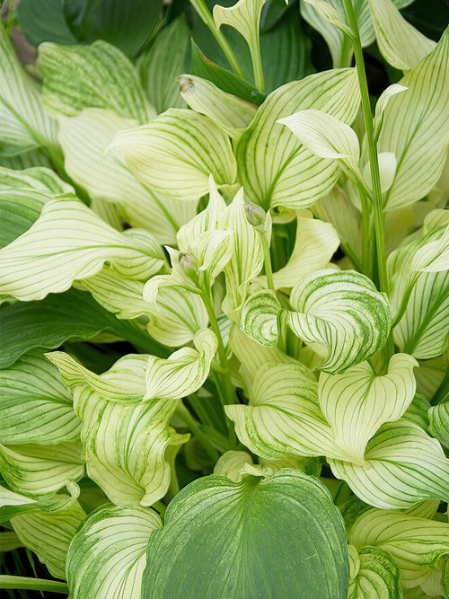 Hosta 'White Feather'