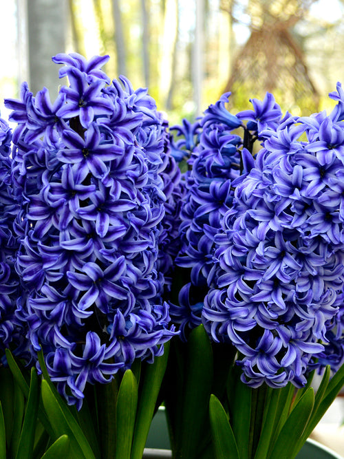 Blue Jacket Hyacinten Bollen