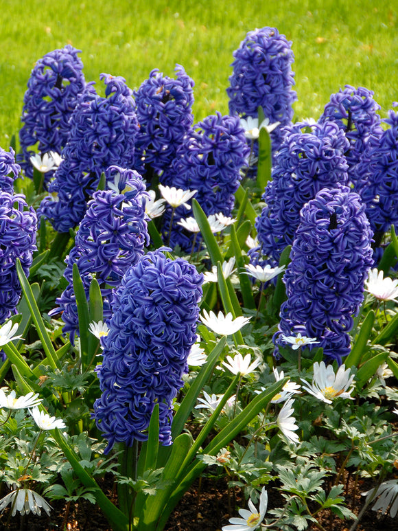 Bloembollen Hyacinten Blue Jacket