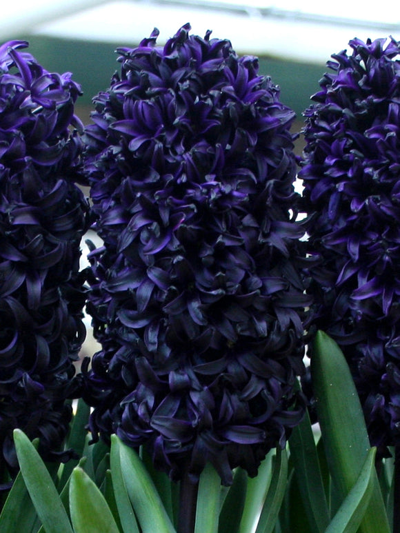 Zwarte Hyacint Dark Dimension