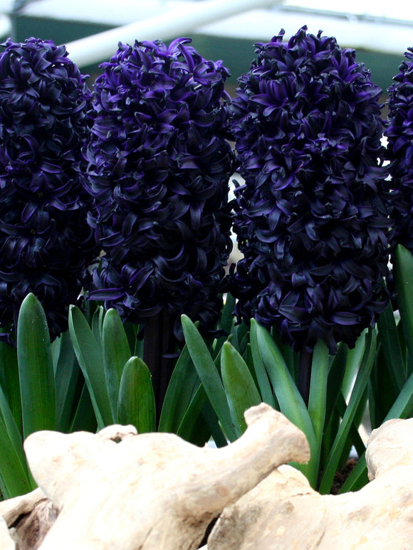 Zwarte Hyacinten bloembollen Dark Dimension