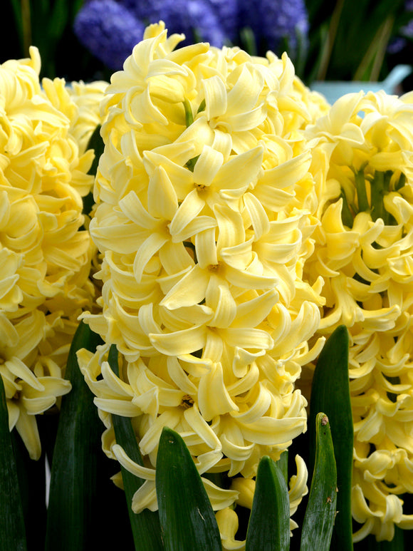Gele Hyacinten Yellow Queen
