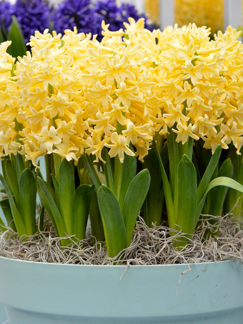 Gele Hyacint 'Yellow Queen' | Kwaliteitsbloembollen