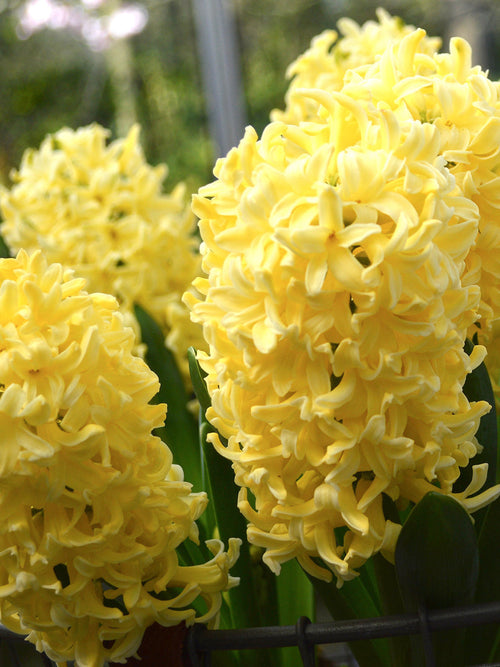 Gele Hyacinten Yellow Queen