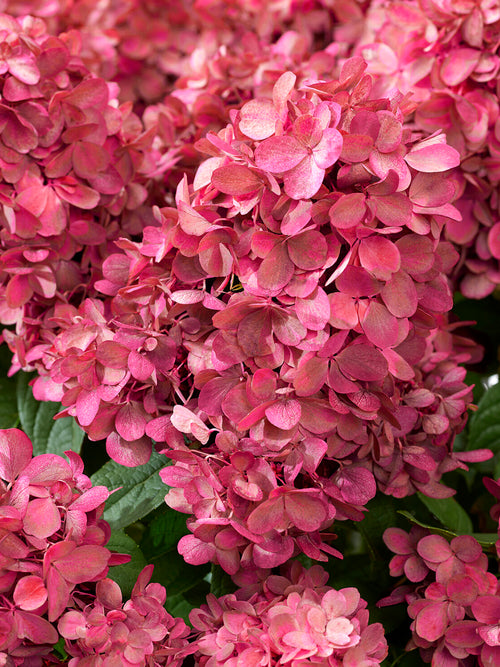Koop Hortensia Bonfire