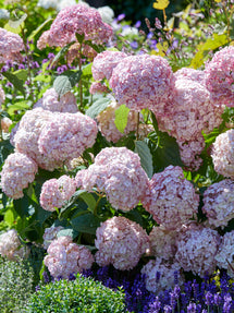 Hortensia Candybelle Bubblegum