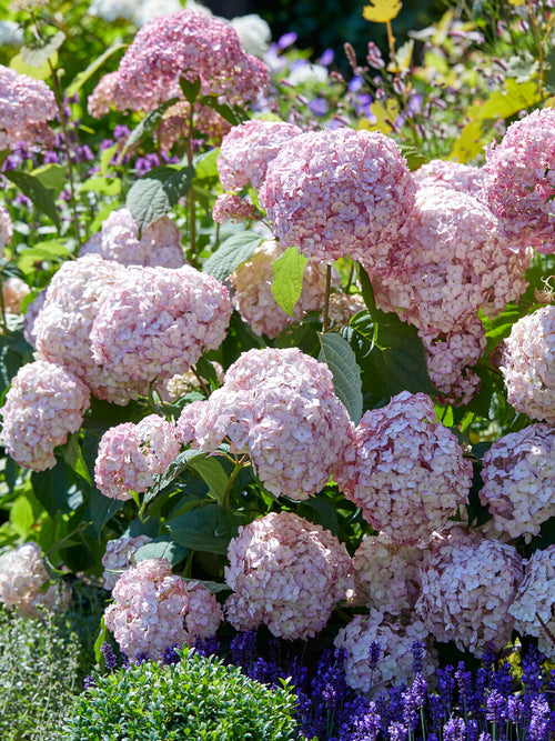 Hortensia Candybelle Bubblegum in bloei