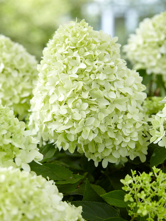 Close-up van Hortensia ‘Little Spooky’ met crèmewitte bloemen en frisgroen blad in de zomerzon.