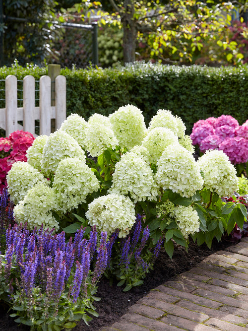 Compacte dwergpluimhortensia ‘Little Spooky’ met ronde witte bloempluimen in een tuinborder.