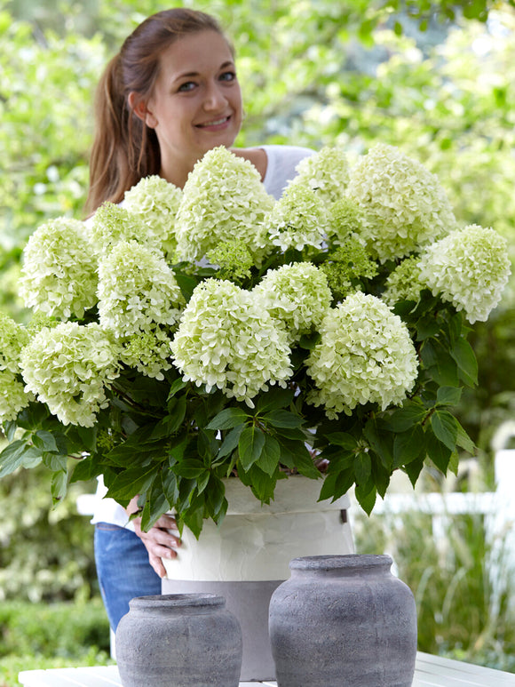 Tros crèmewitte bloemen van hortensia ‘Little Spooky’ op stevige stelen – verkrijgbaar bij DutchGrown.