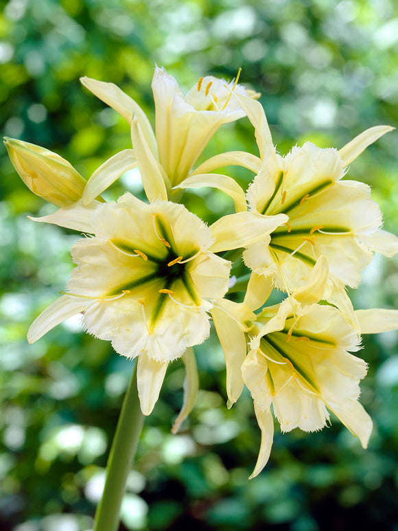 Hymenocallis Sulphur Queen